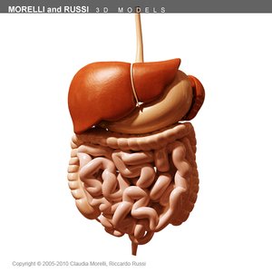 morelli digestive mr 3d model