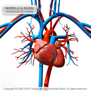 morelli circulatory heart 3d model