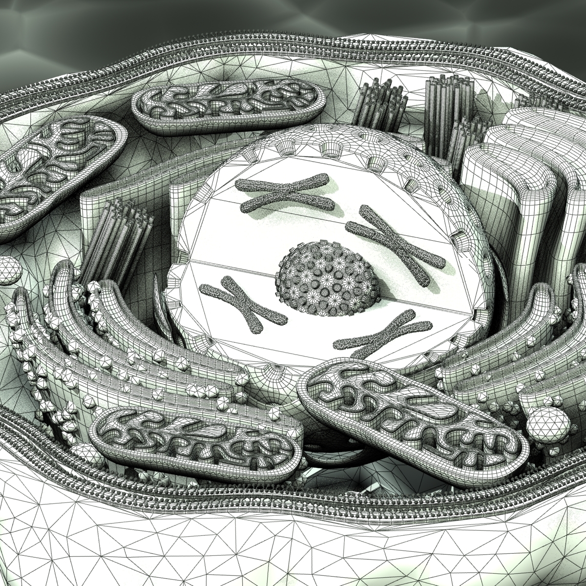 Human Cell 3d Model