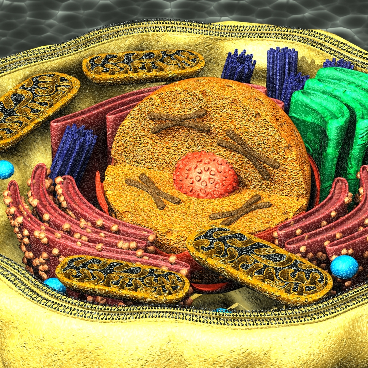 human cell 3d model