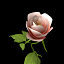 rose flower branch 3d model