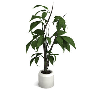 ornamental potted plant max