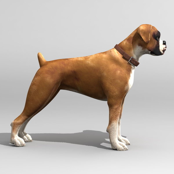 boxer puppy 3d model