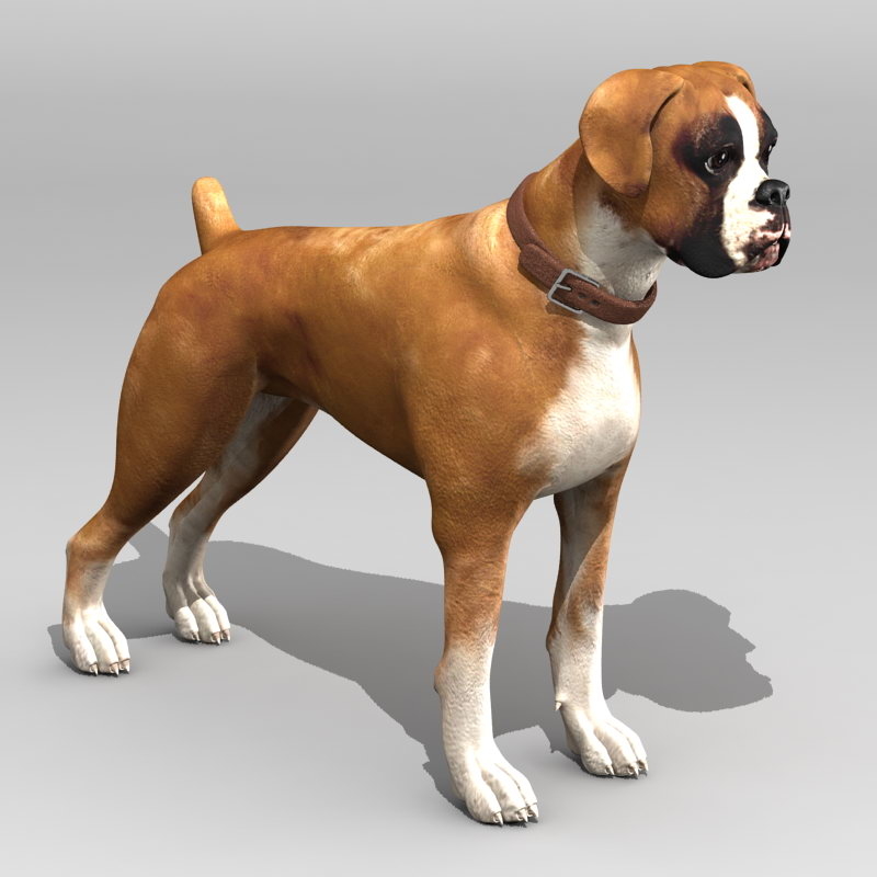 3d dog 1 model