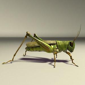 3d grasshopper grass