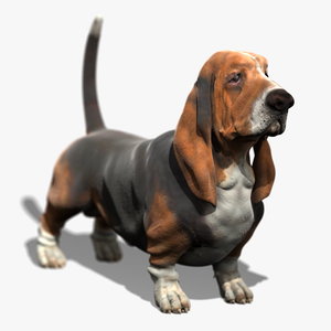3d model bassethound dog