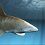 white tip shark max