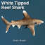 white tip shark max