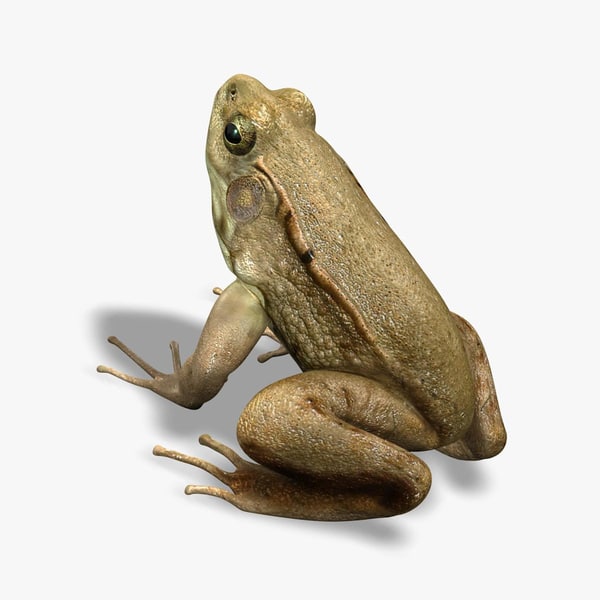 photorealistic green frog 3d model