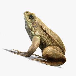 photorealistic green frog 3d model