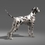 3d dalmatian dog model