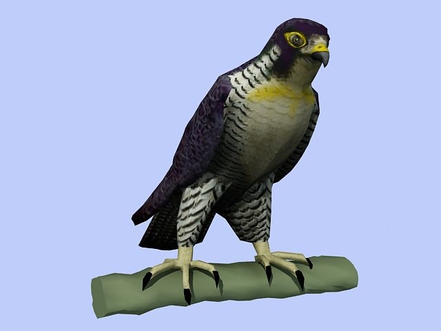 chris myer peregrin falcon