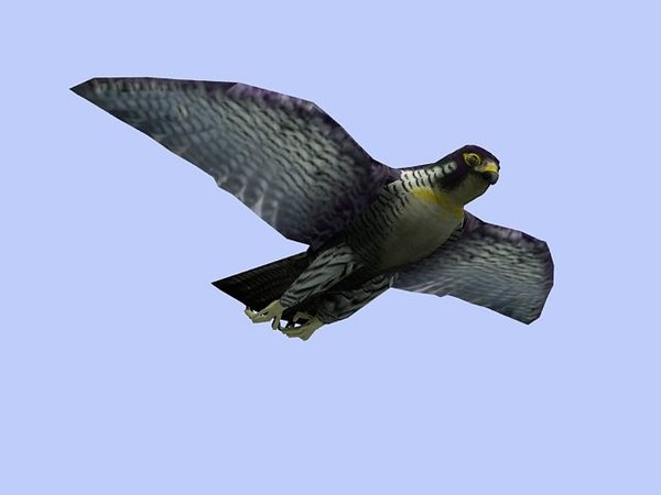 peregrin falcon in pa