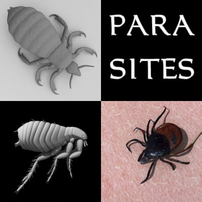 parasites louse tick flea 3ds