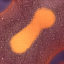 big science bacteria blood cells max