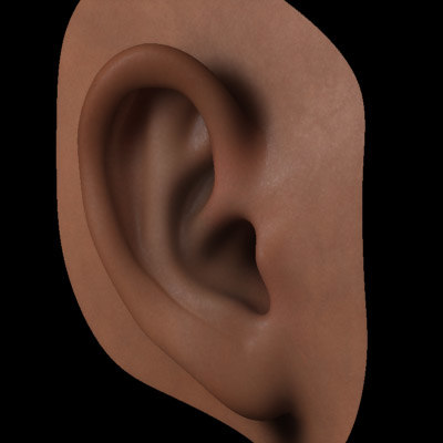 human ear 3d model