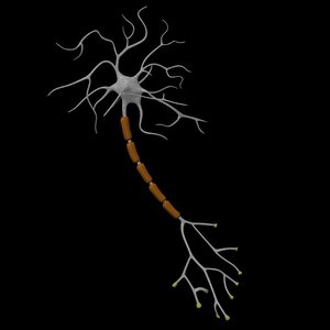 neuron cell 3d model