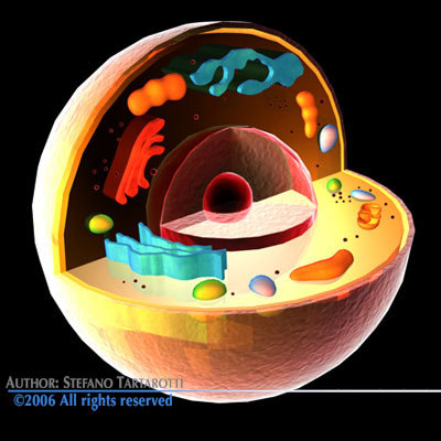 3ds human cell