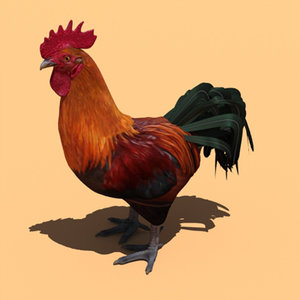 rooster chicken fowl 3d model