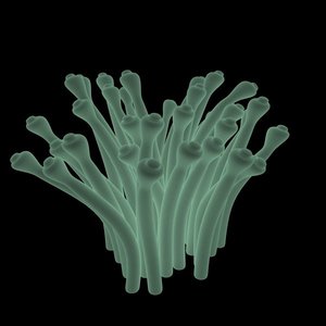 reef anemone 3d model