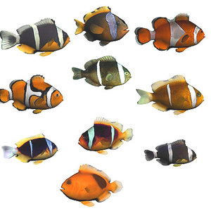 3d model oceanic fishes
