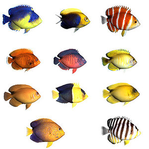 oceanic fishes 3d max