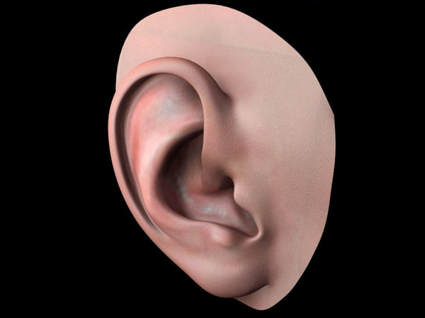 Ear 3d Models For Download Turbosquid