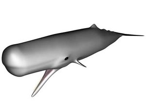 3d model of spermwhale whale
