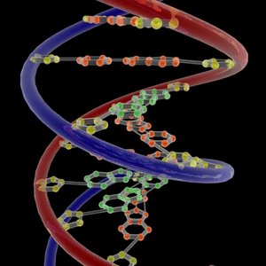 3d dna base pairs model