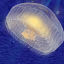 jellyfish fish 3d max