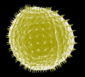 3d model microscopic pollen