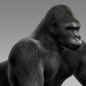 gorilla monkey chimp 3d model