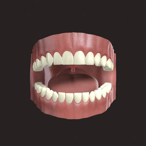 3d gums tongue model