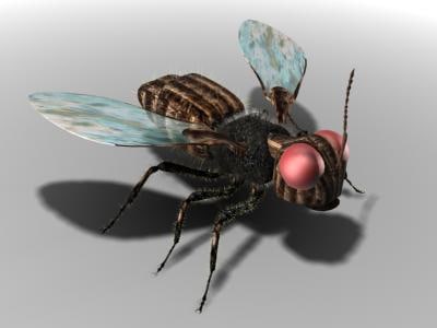 苍蝇3d模型