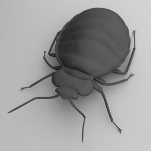3d bedbug cimex lectularius model