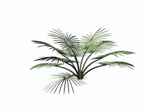 3d palms trees
