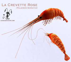 shrimp 3d model