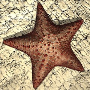star fish 3d model