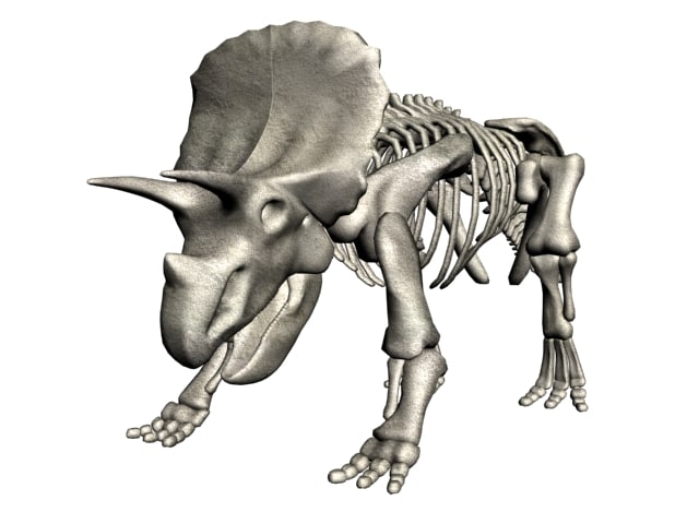 triceratops dinosaur bones