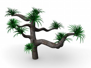 suculent tree cactus 3d lwo