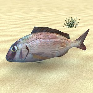 maya fish low-poly pagrus