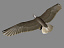 3d model bald eagle