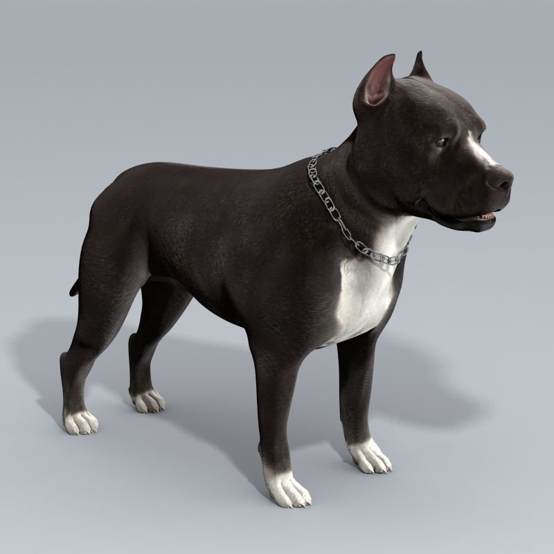 3d Model Pitbull Pit Bull