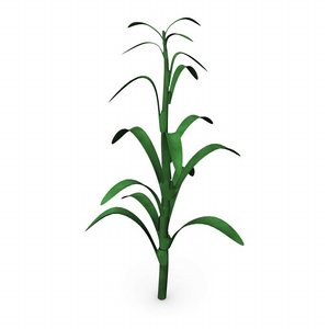 3d corn stalk