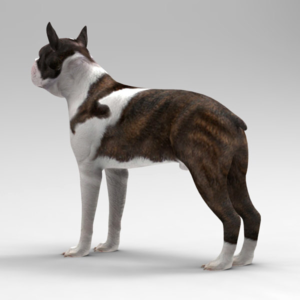3d model boston terrier