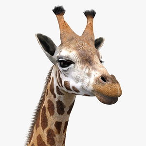 3d model realistic giraffe