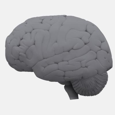 3d human brain model