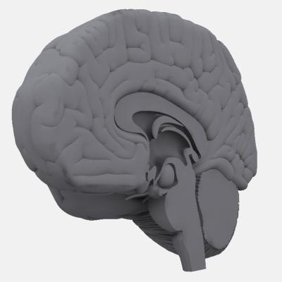 3d Human Brain Model