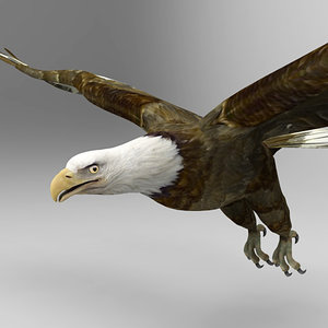 eagle bird 3d model
