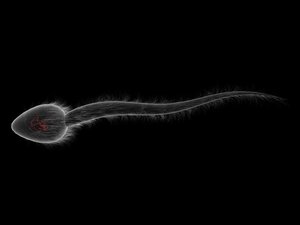 diatom sperm cell 3d model